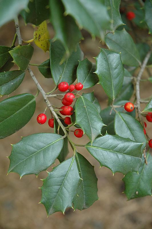 Ilex Opaca Miss Helen - View 5 from www redcrocus com