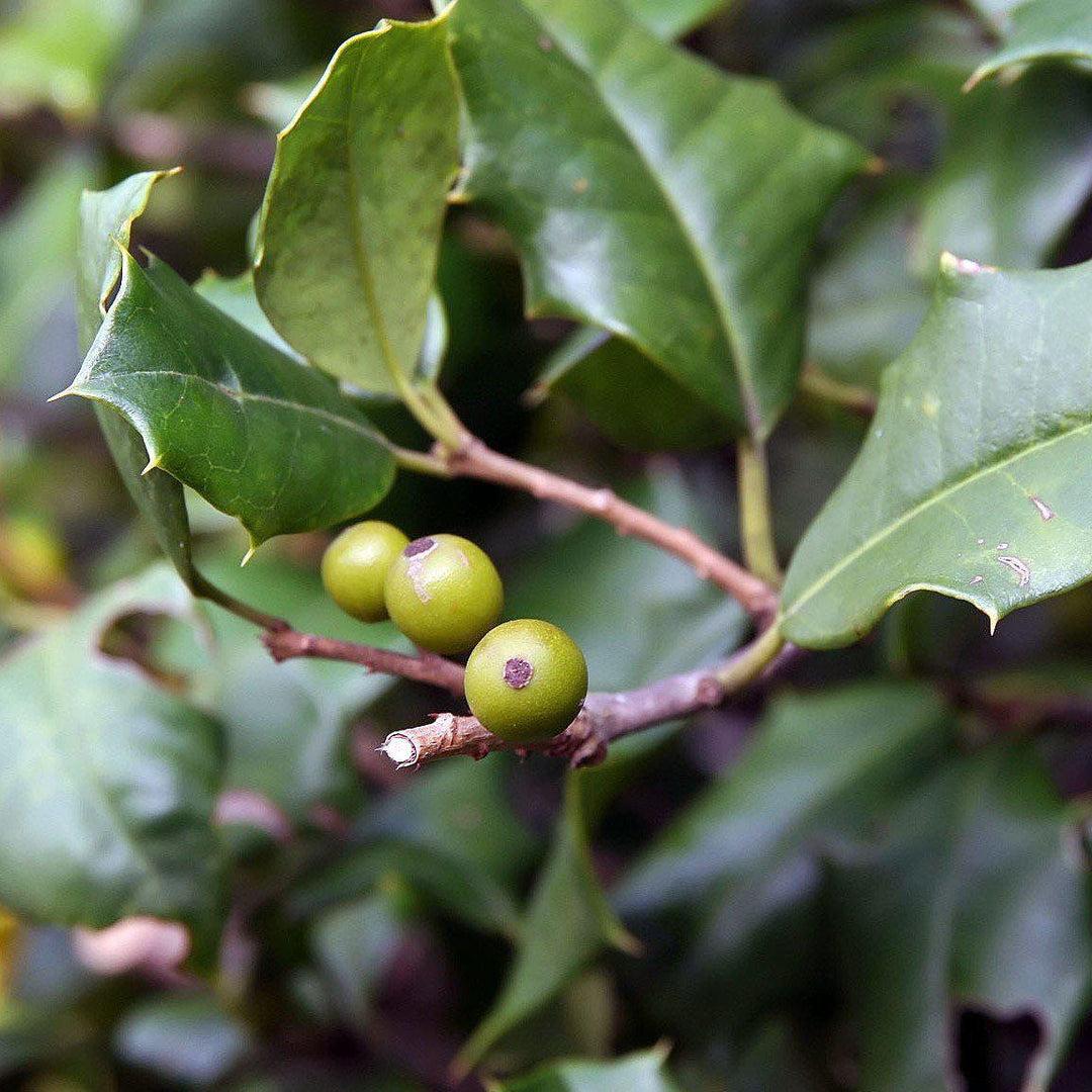 Ilex Opaca Miss Helen - View 6 from www redcrocus com