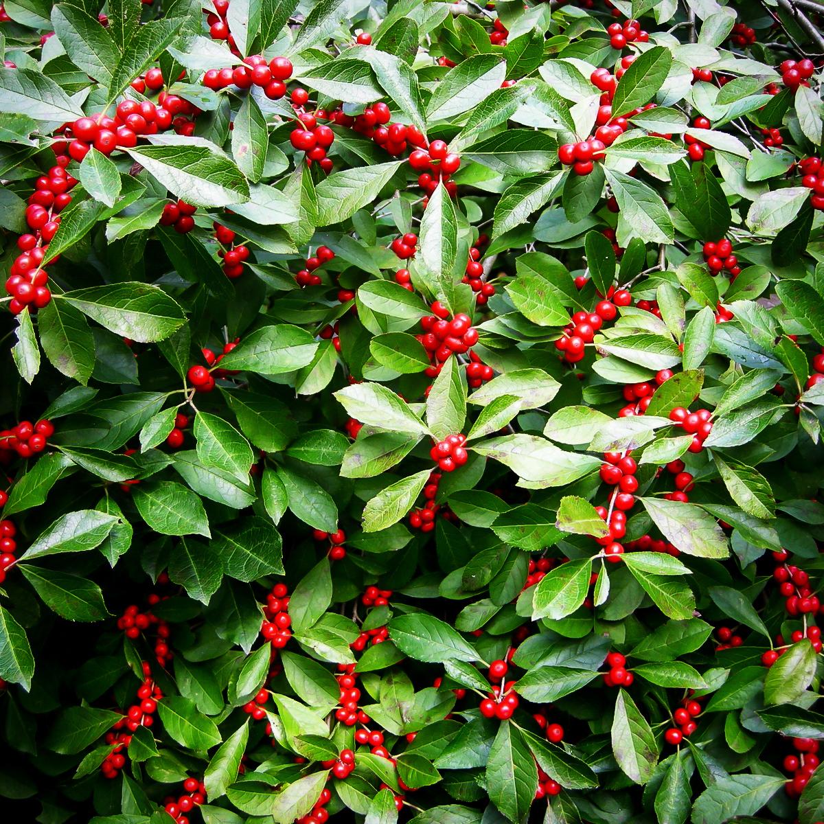 Ilex Opaca Miss Helen - View 7 from www redcrocus com