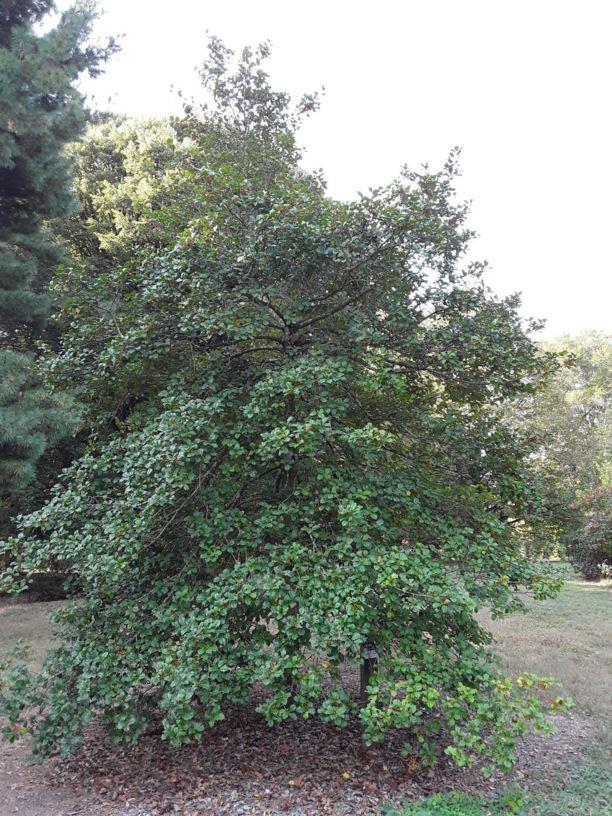 Ilex Opaca Miss Helen - View 8 from www redcrocus com