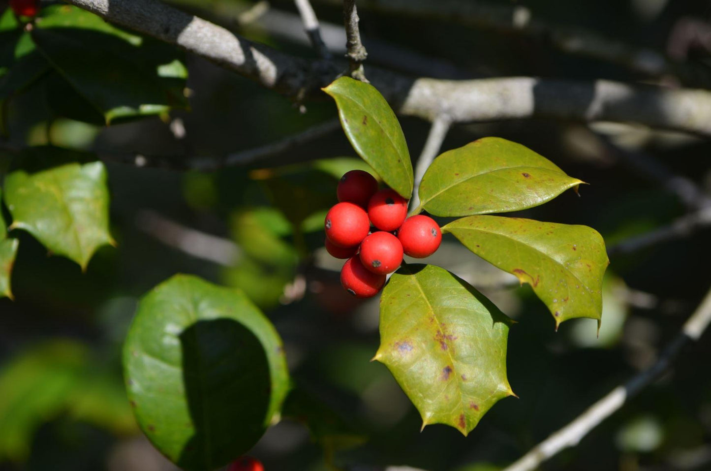 Ilex Opaca Miss Helen - View 9 from www redcrocus com