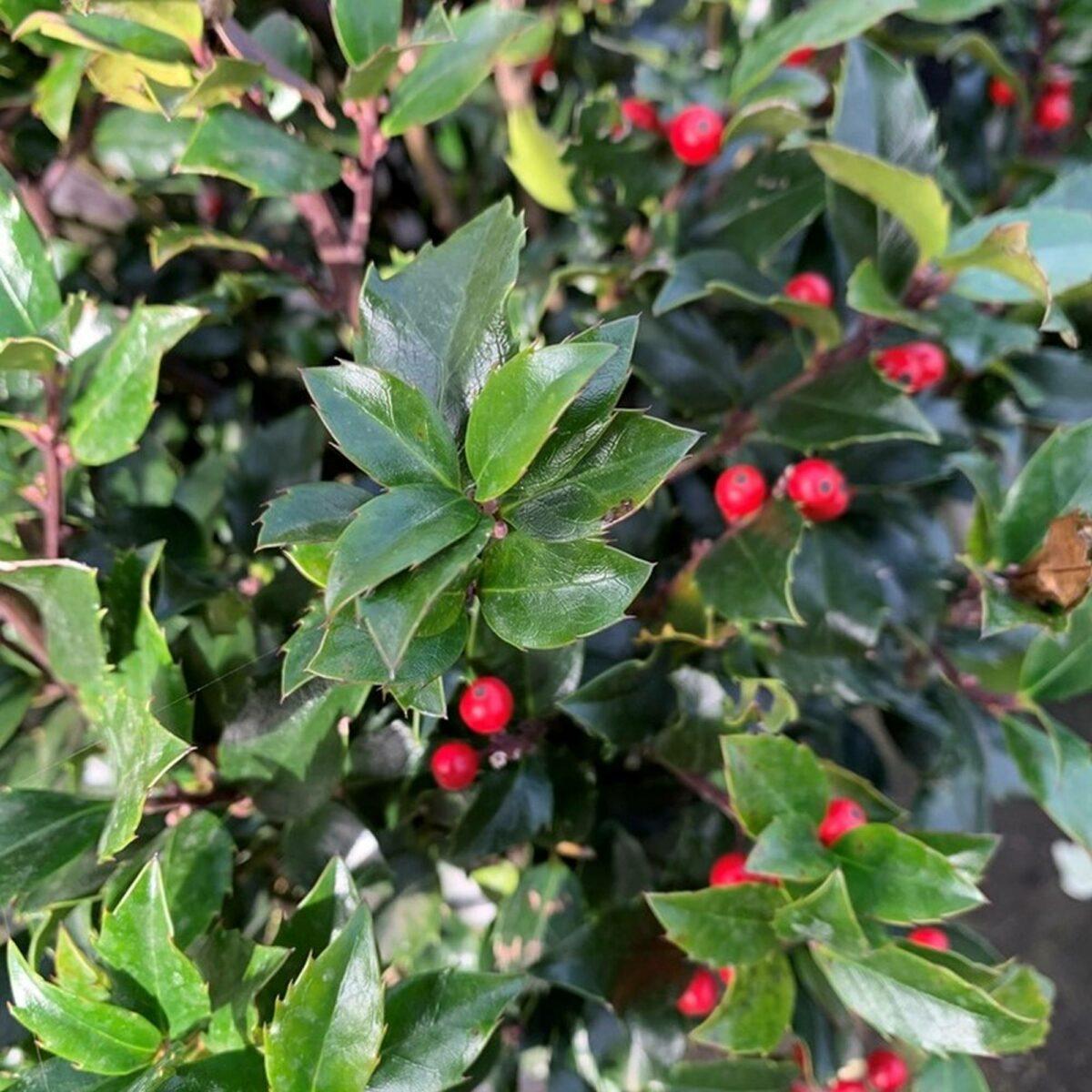 Ilex Meserveae Blue Maid Pyramid - View 12 from www redcrocus com