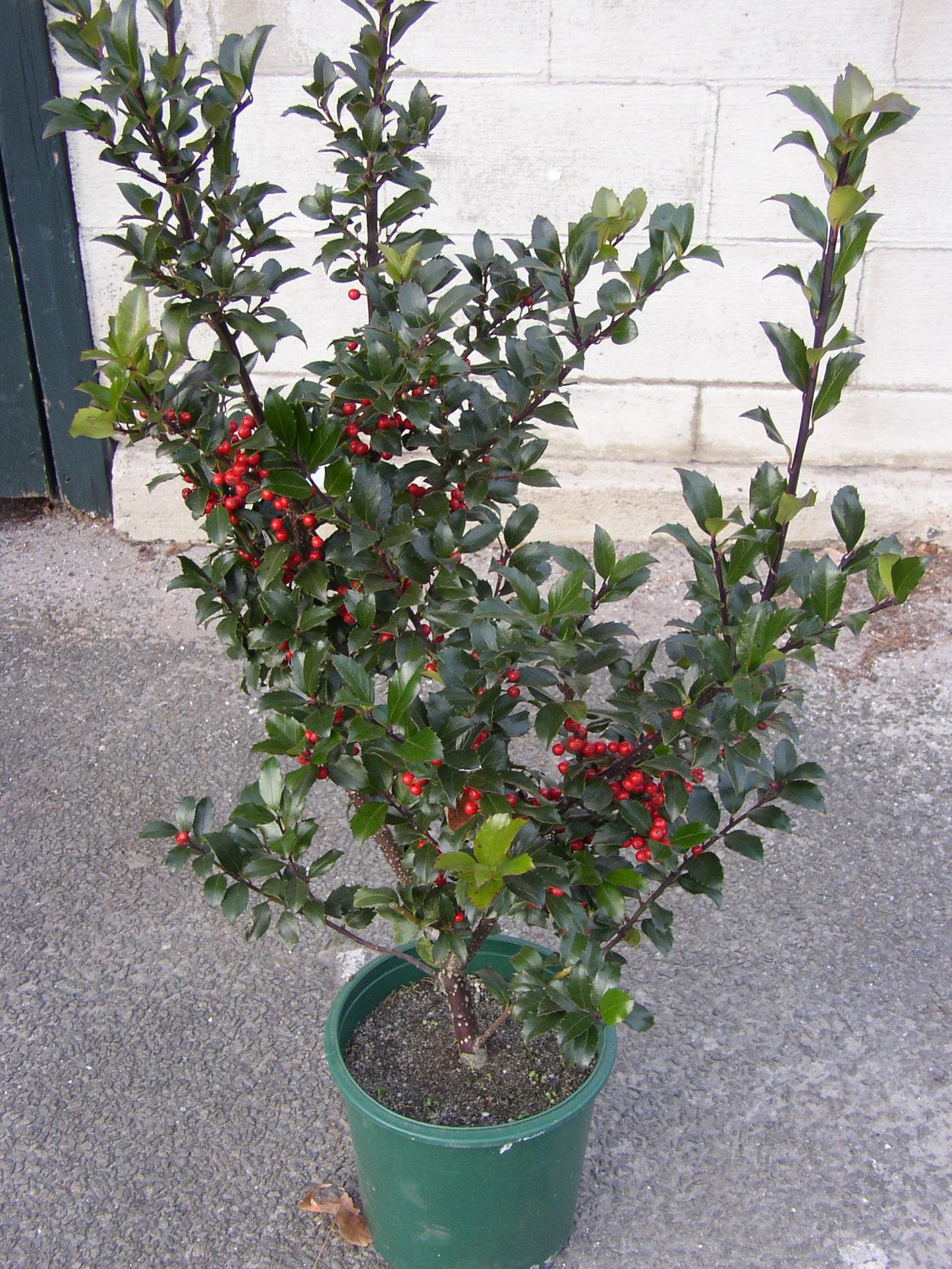 Ilex Meserveae Blue Maid Pyramid - View 15 from www redcrocus com