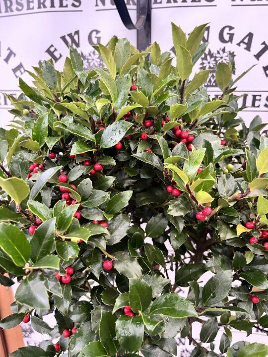 Ilex Meserveae Blue Maid Pyramid - View 16 from www redcrocus com