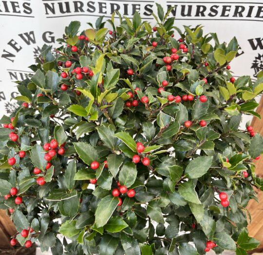 Ilex Meserveae Blue Maid Pyramid - View 19 from www redcrocus com