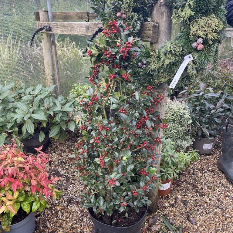 Ilex Meserveae Blue Maid Pyramid - View 1 from www redcrocus com