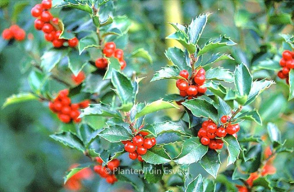 Ilex Meserveae Blue Maid Pyramid - View 3 from www redcrocus com