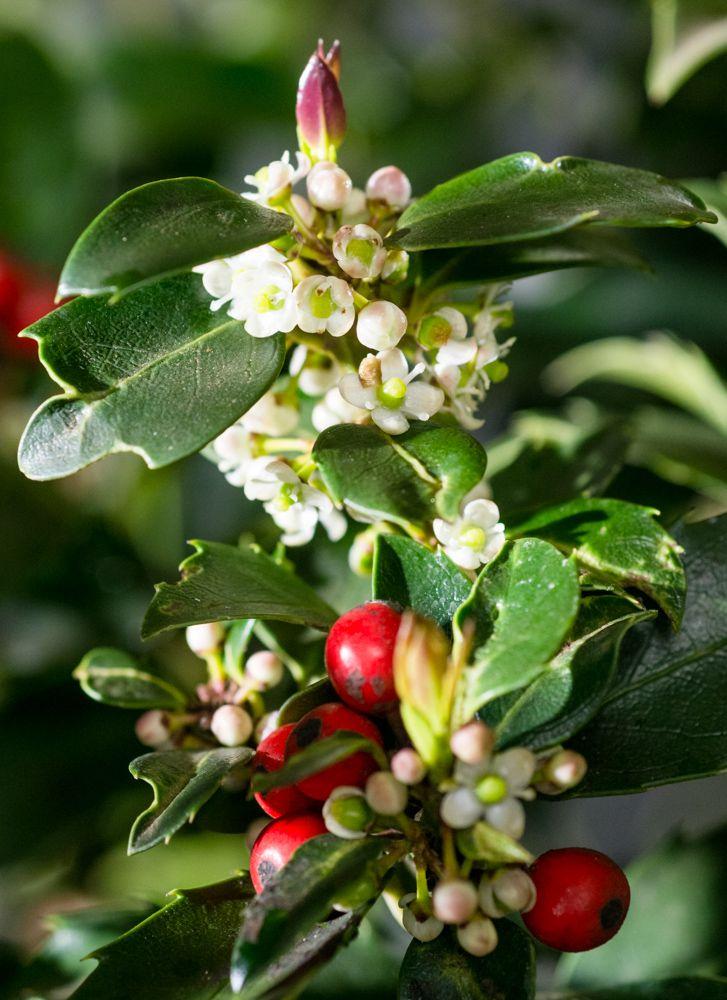 Ilex Meserveae Blue Maid Pyramid - View 5 from www redcrocus com