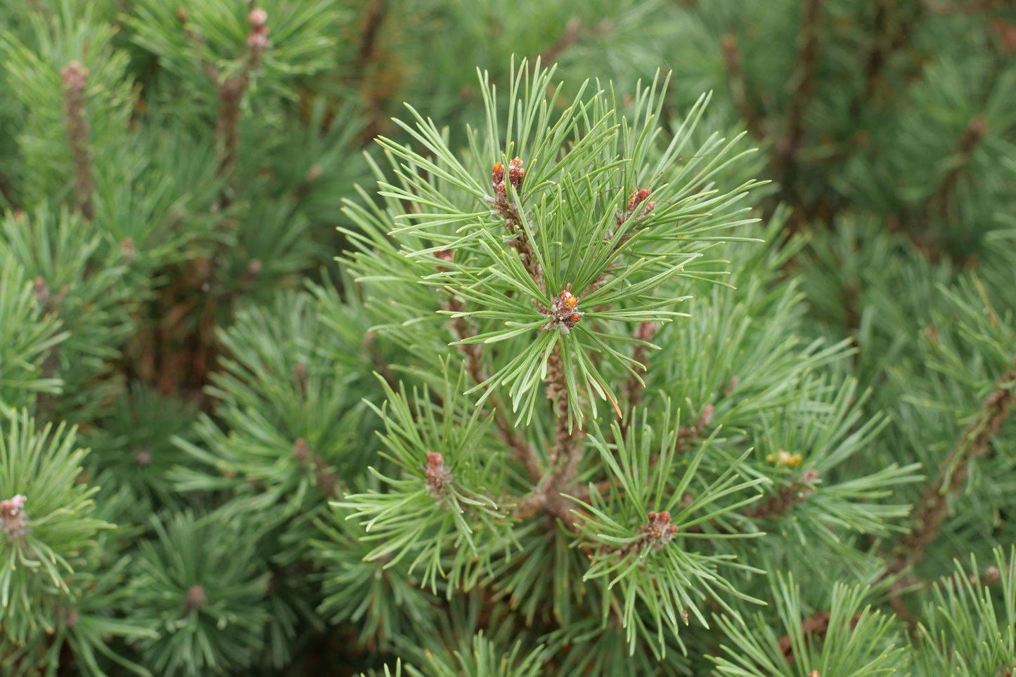 Pinus Mugo Pumilio - View 18 from www redcrocus com