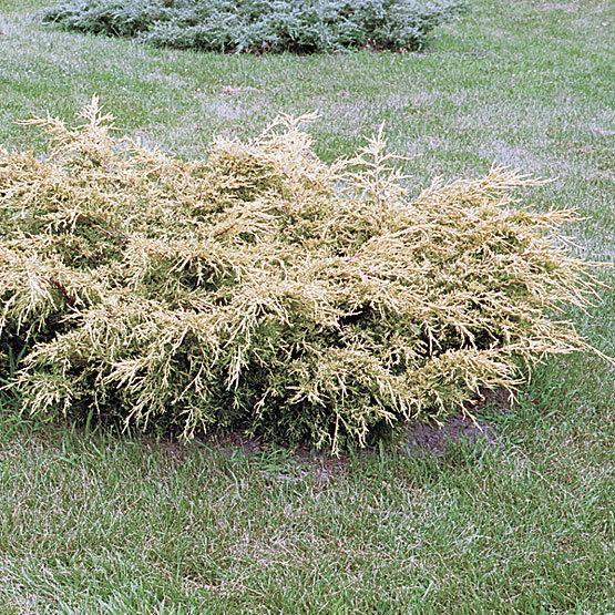 Juniperus Chinensis Daub S Frosted - View 10 from www redcrocus com