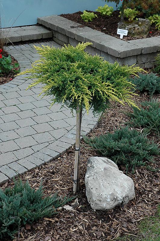 Juniperus Chinensis Daub S Frosted - View 11 from www redcrocus com