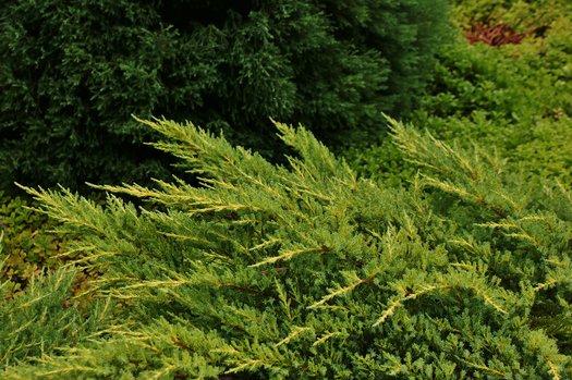 Juniperus Chinensis Daub S Frosted - View 14 from www redcrocus com