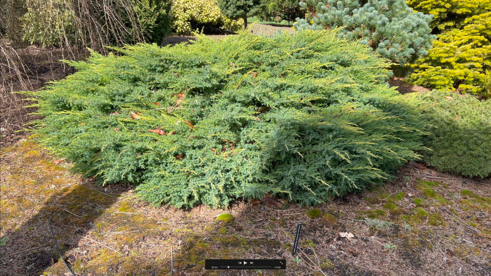 Juniperus Chinensis Daub S Frosted - View 15 from www redcrocus com