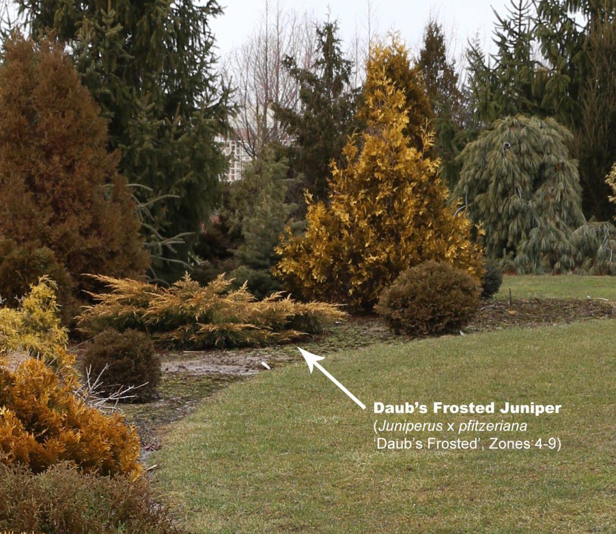 Juniperus Chinensis Daub S Frosted - View 16 from www redcrocus com