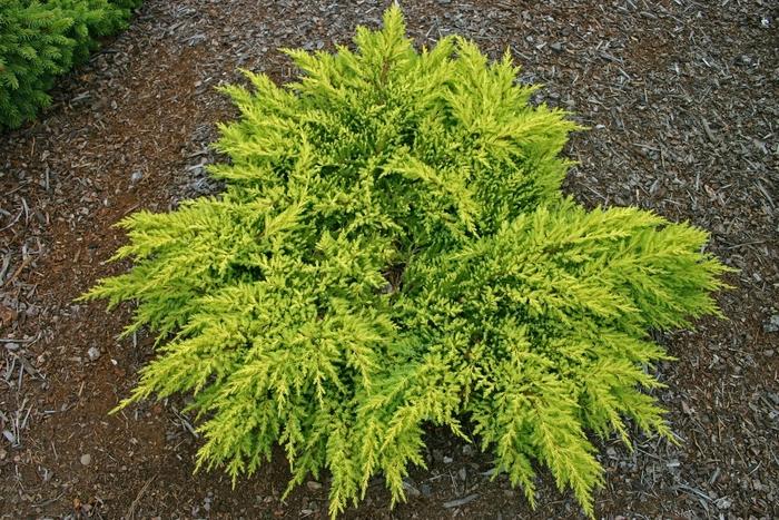 Juniperus Chinensis Daub S Frosted - View 3 from www redcrocus com