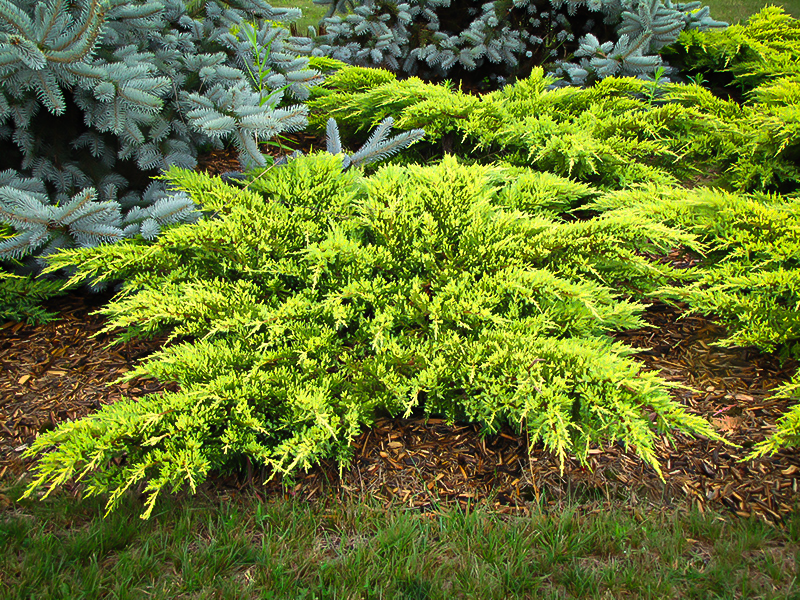 Juniperus Chinensis Daub S Frosted - View 4 from www redcrocus com