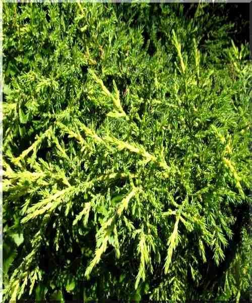 Juniperus Chinensis Daub S Frosted - View 9 from www redcrocus com