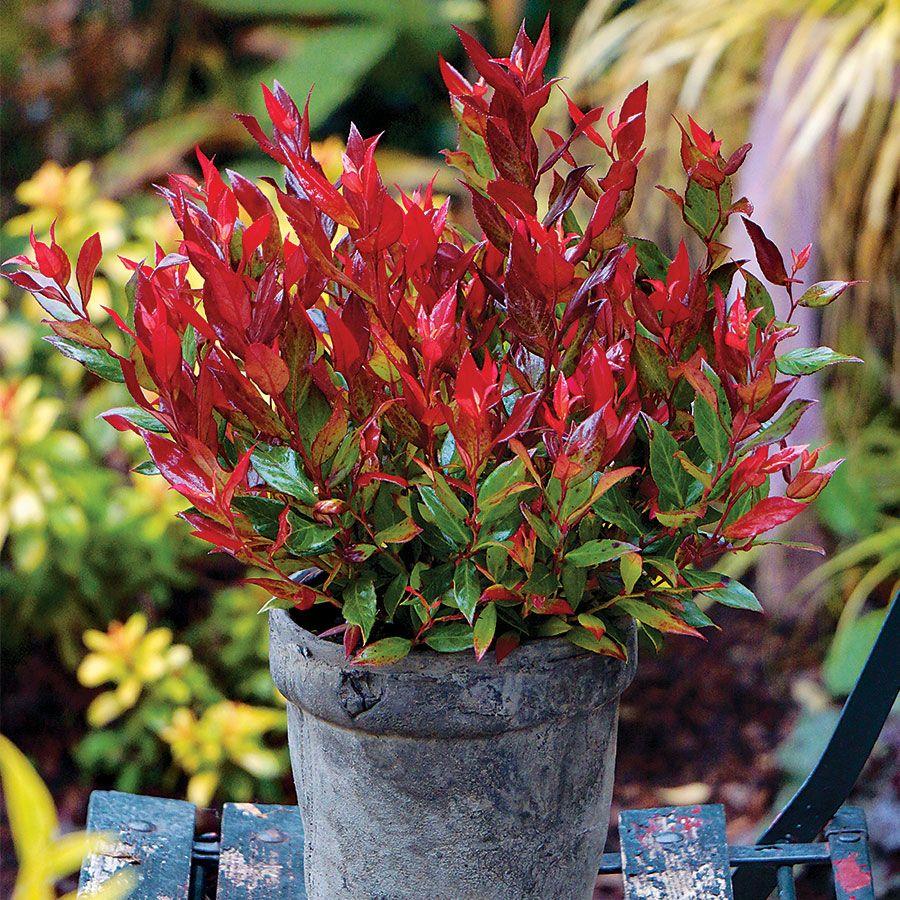 Leucothoe Fontanesiana Leafscape Little Flame - View 10 from www redcrocus com