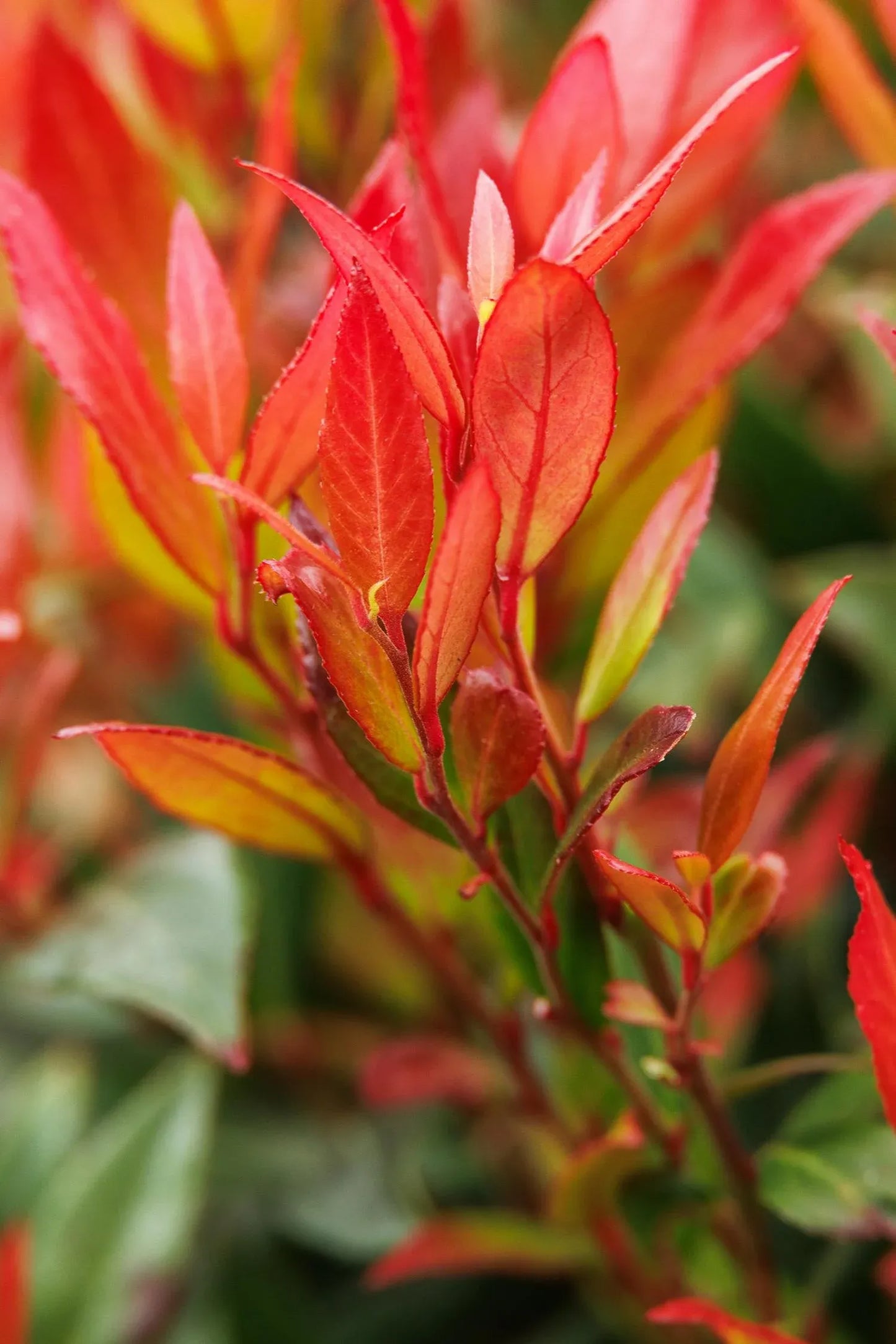 Leucothoe Fontanesiana Leafscape Little Flame - View 12 from www redcrocus com