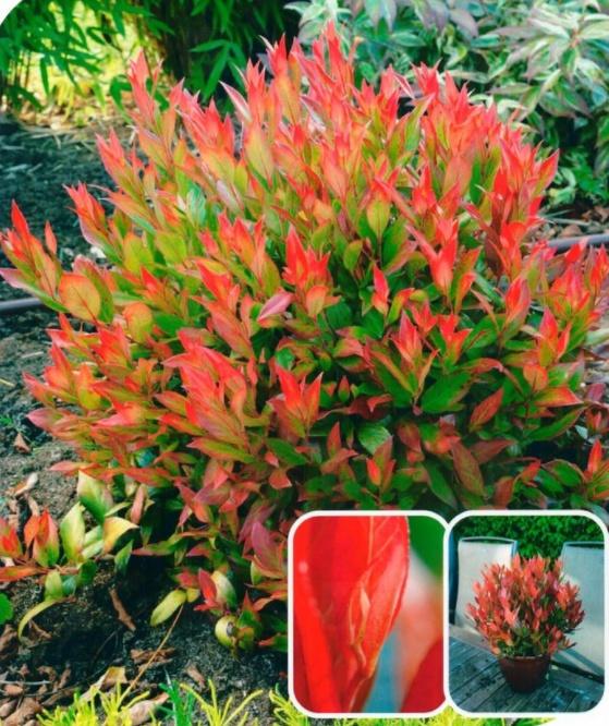 Leucothoe Fontanesiana Leafscape Little Flame - View 13 from www redcrocus com