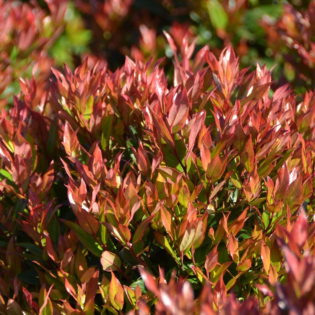 Leucothoe Fontanesiana Leafscape Little Flame - View 14 from www redcrocus com