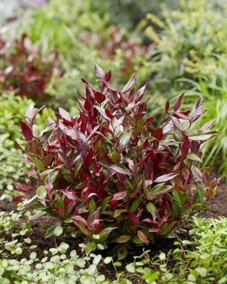 Leucothoe Fontanesiana Leafscape Little Flame - View 15 from www redcrocus com