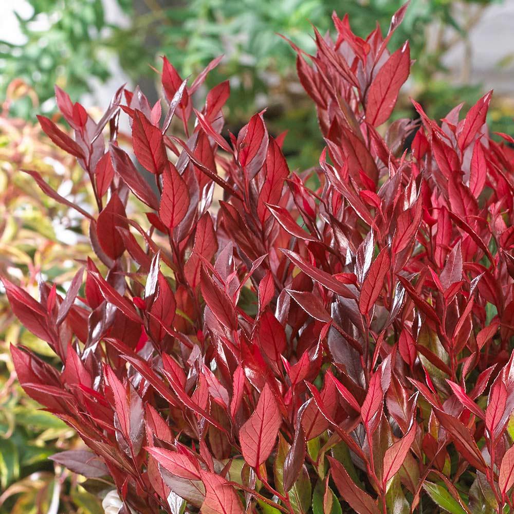 Leucothoe Fontanesiana Leafscape Little Flame - View 16 from www redcrocus com