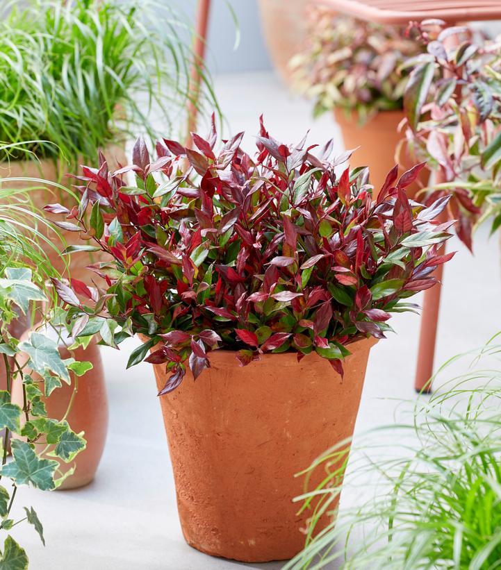 Leucothoe Fontanesiana Leafscape Little Flame - View 2 from www redcrocus com