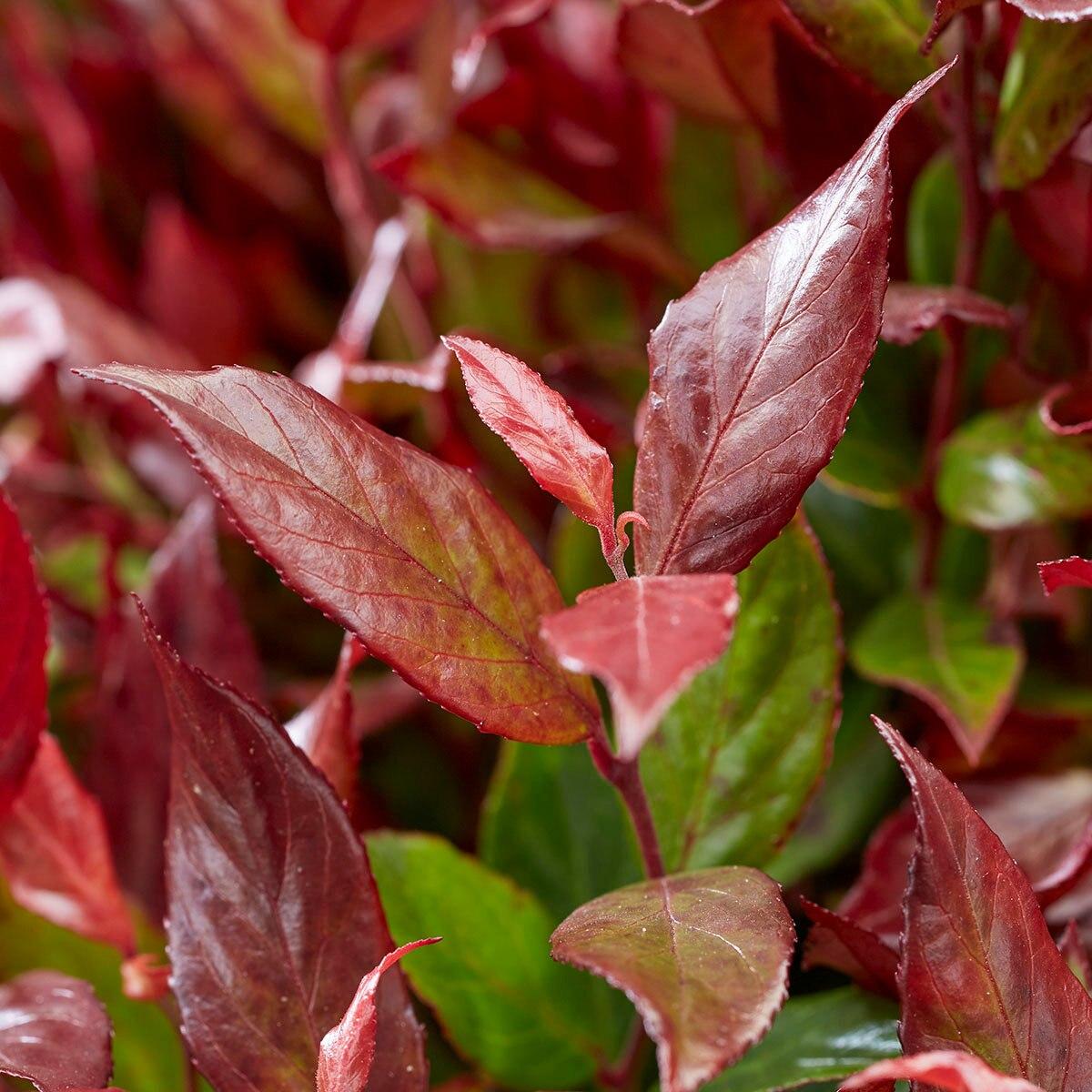 Leucothoe Fontanesiana Leafscape Little Flame - View 3 from www redcrocus com