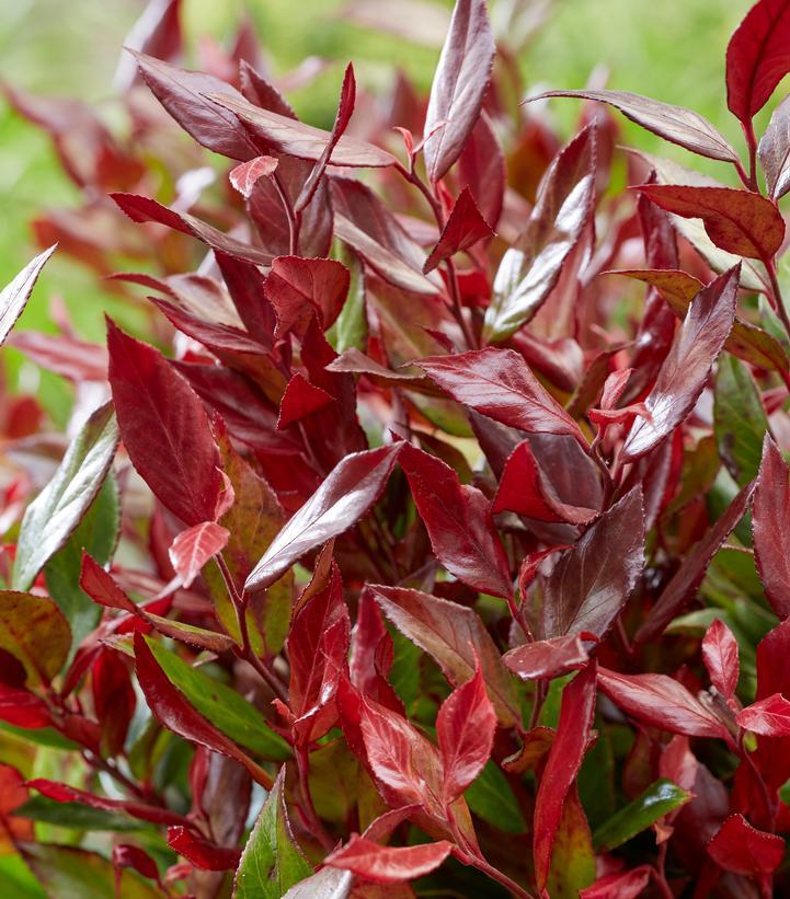 Leucothoe Fontanesiana Leafscape Little Flame - View 4 from www redcrocus com