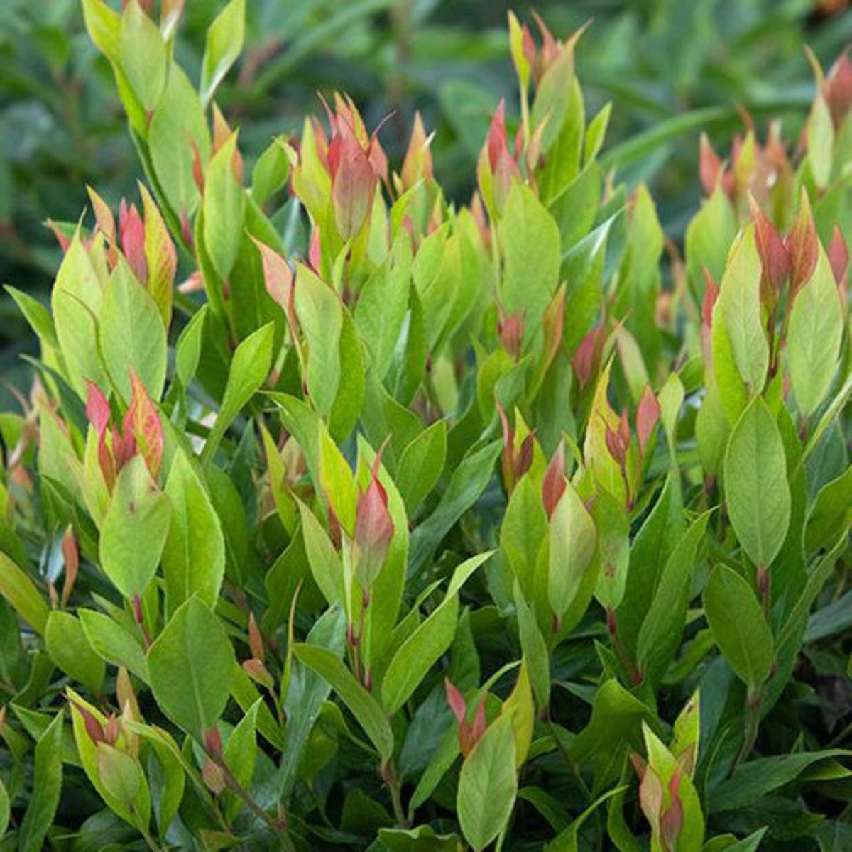 Leucothoe Fontanesiana Leafscape Little Flame - View 6 from www redcrocus com