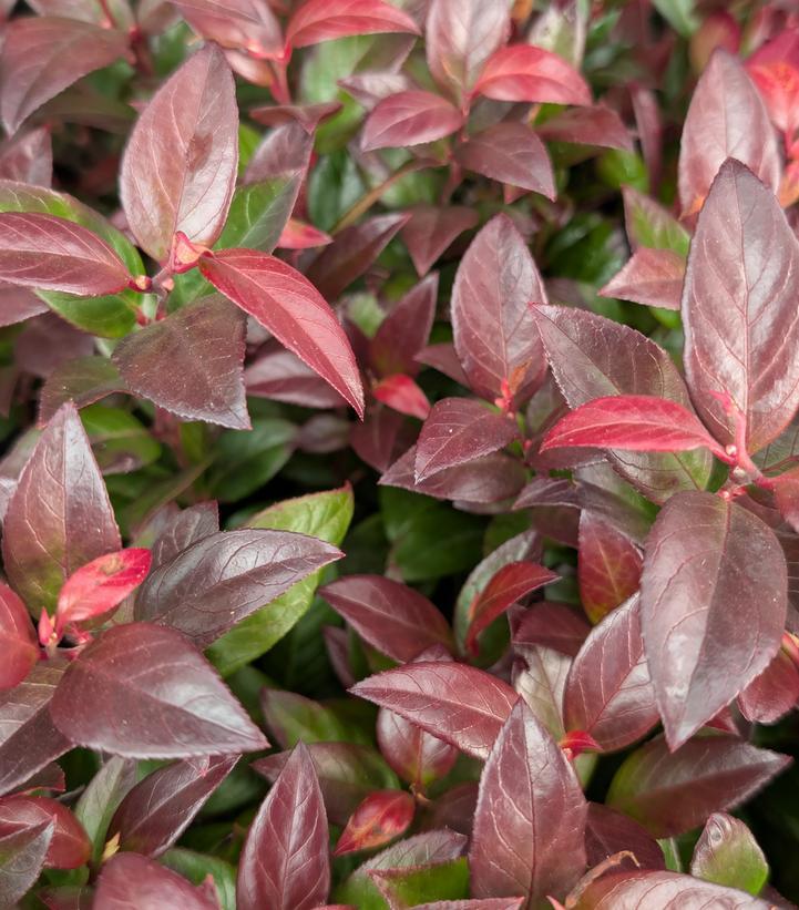Leucothoe Fontanesiana Leafscape Little Flame - View 7 from www redcrocus com