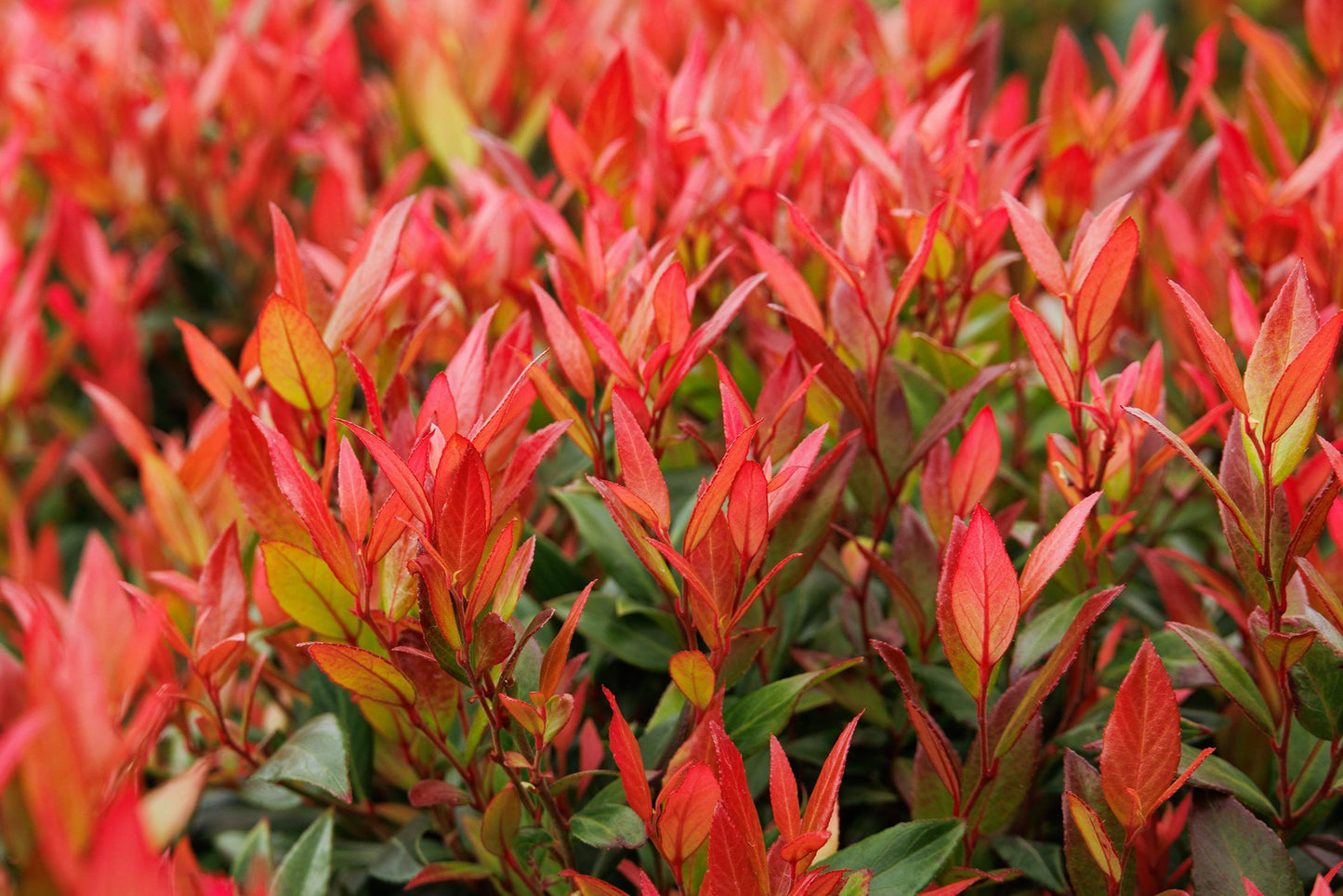 Leucothoe Fontanesiana Leafscape Little Flame - View 8 from www redcrocus com