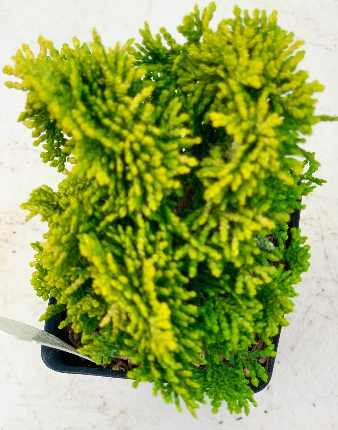 Chamaecyparis Obtusa Pom Pom - View 12 from www redcrocus com