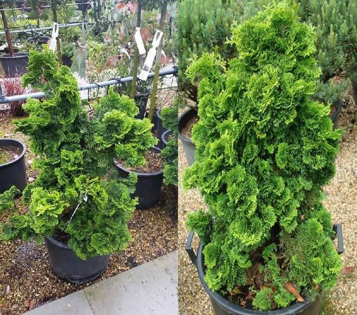 Chamaecyparis Obtusa Pom Pom - View 14 from www redcrocus com