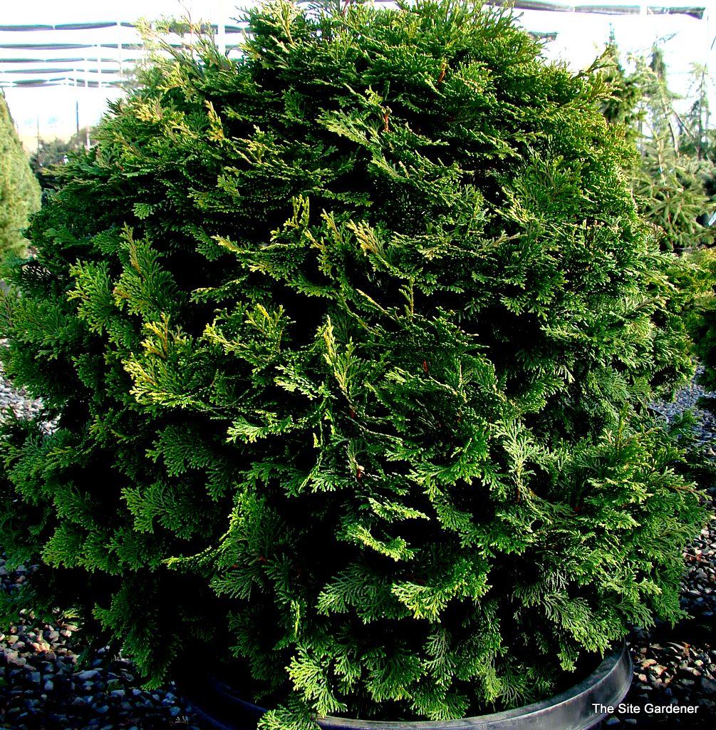 Chamaecyparis Obtusa Pom Pom - View 15 from www redcrocus com