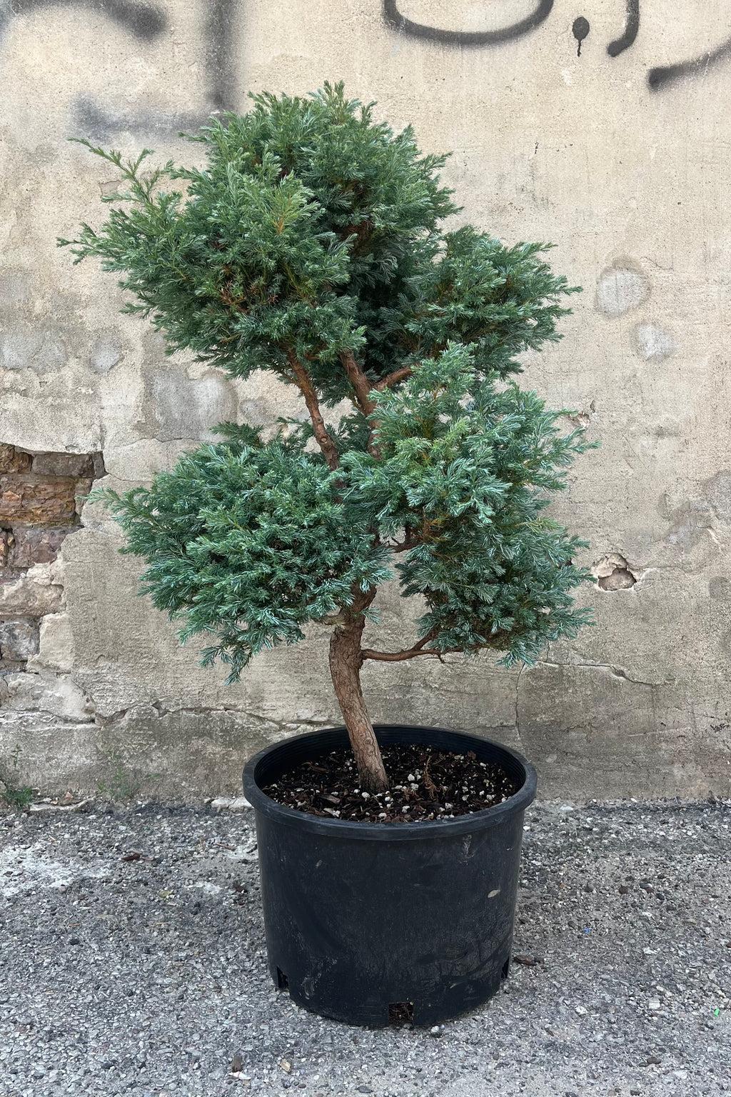 Chamaecyparis Obtusa Pom Pom - View 17 from www redcrocus com