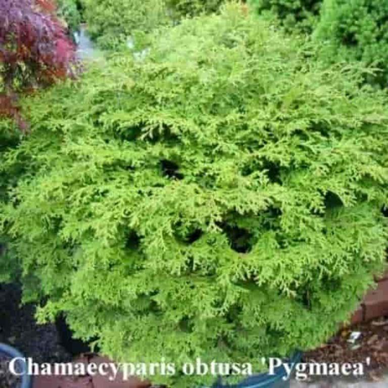 Chamaecyparis Obtusa Pom Pom - View 18 from www redcrocus com