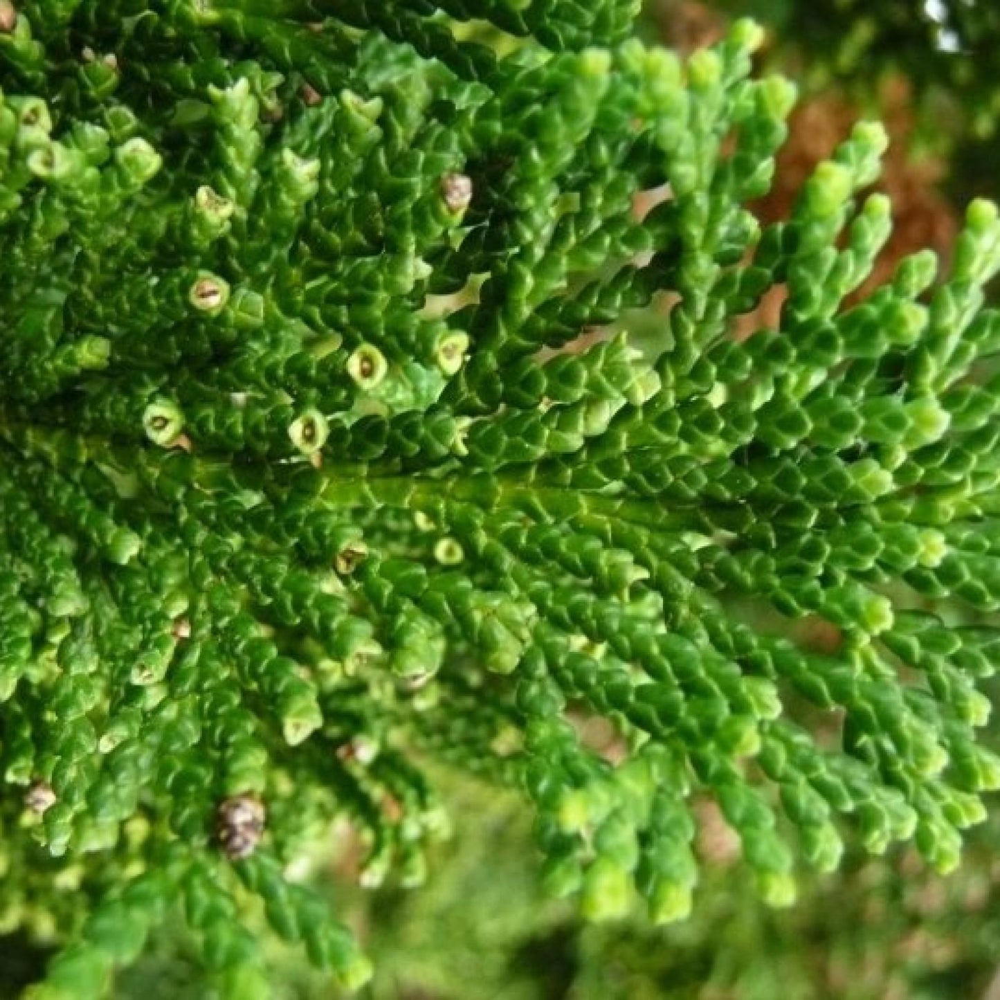 Chamaecyparis Obtusa Pom Pom - View 1 from www redcrocus com