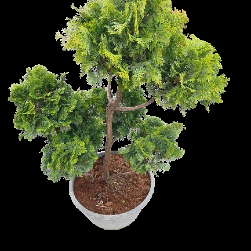 Chamaecyparis Obtusa Pom Pom - View 3 from www redcrocus com