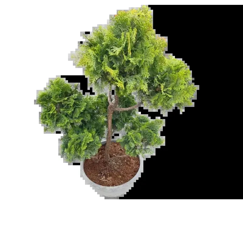 Chamaecyparis Obtusa Pom Pom - View 4 from www redcrocus com