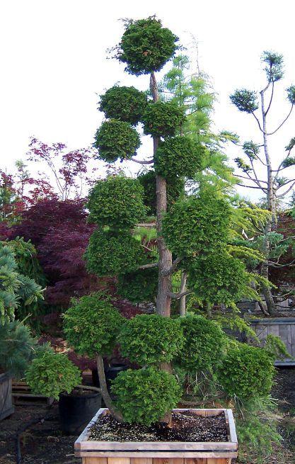Chamaecyparis Obtusa Pom Pom - View 4 from www redcrocus com