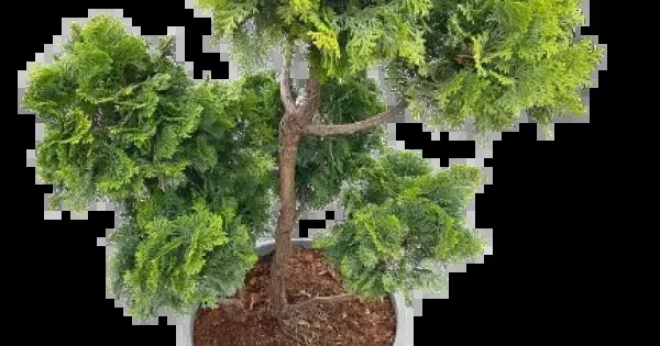 Chamaecyparis Obtusa Pom Pom - View 7 from www redcrocus com