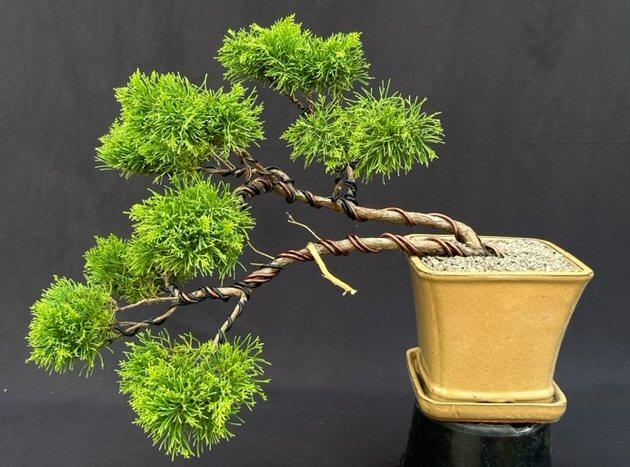 Chamaecyparis Obtusa Pom Pom - View 8 from www redcrocus com