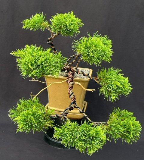 Chamaecyparis Obtusa Pom Pom - View 9 from www redcrocus com