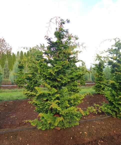 Chamaecyparis Obtusa Wycoff - View 14 from www redcrocus com