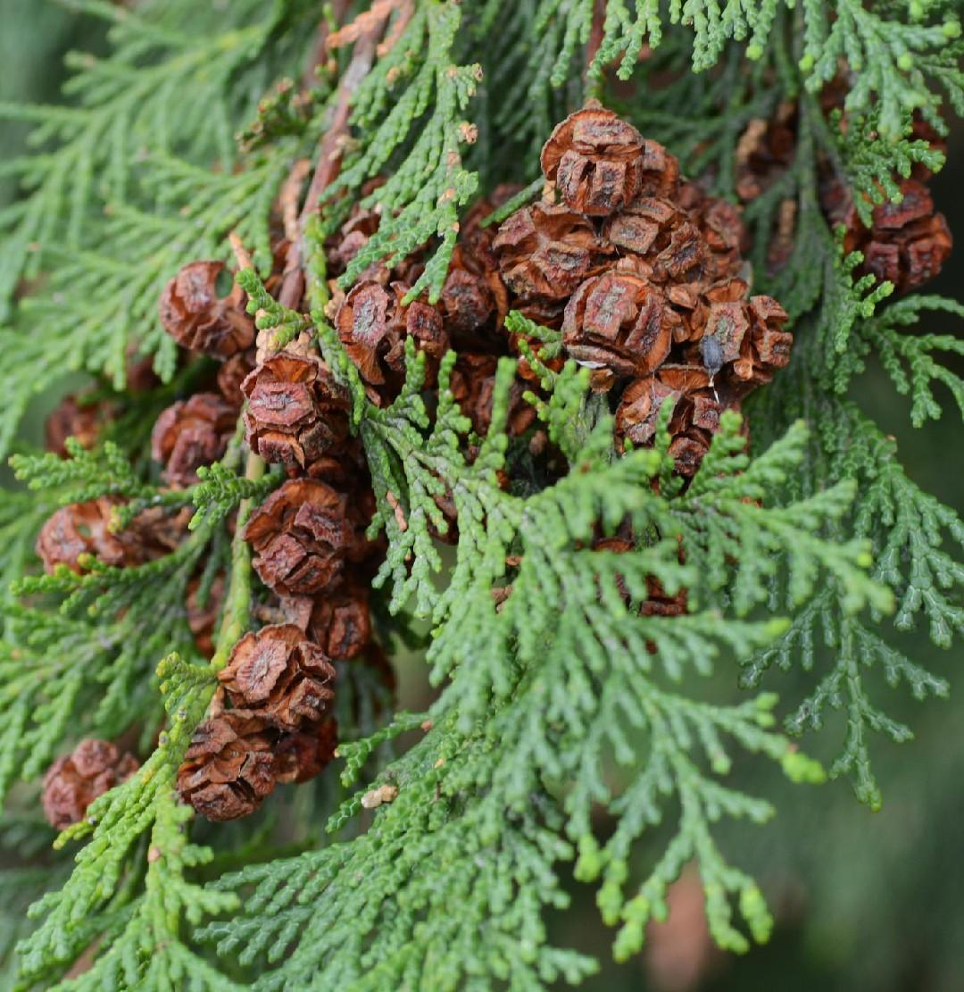 Chamaecyparis Obtusa Wycoff - View 1 from www redcrocus com