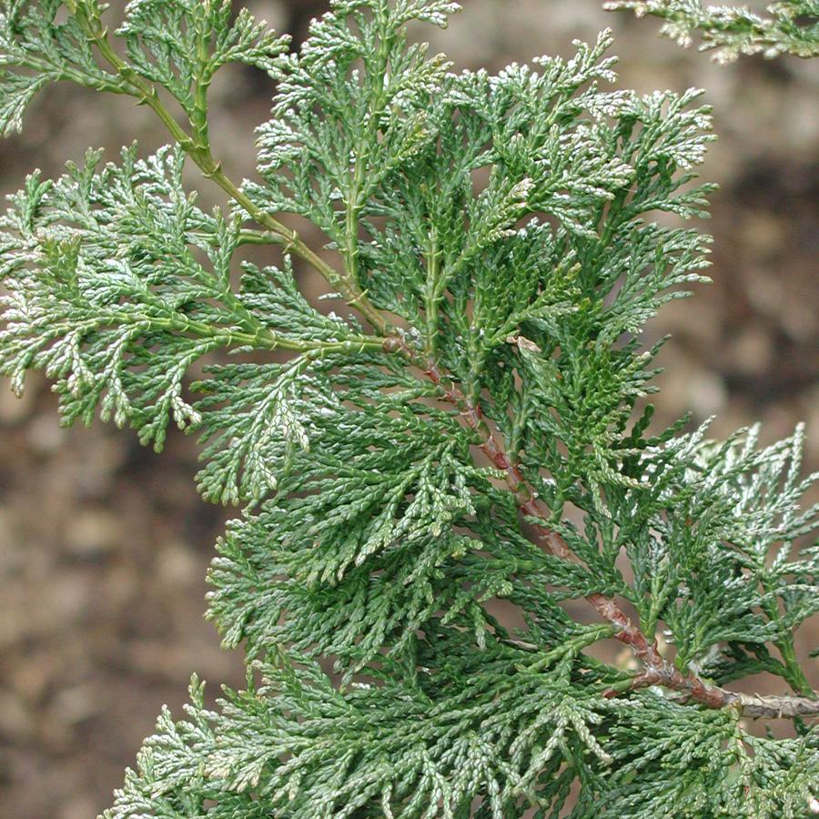Chamaecyparis Obtusa Wycoff - View 3 from www redcrocus com