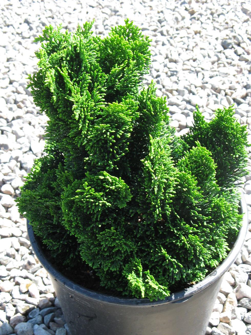 Chamaecyparis Obtusa Nana Gracilis Standard - View 11 from www redcrocus com