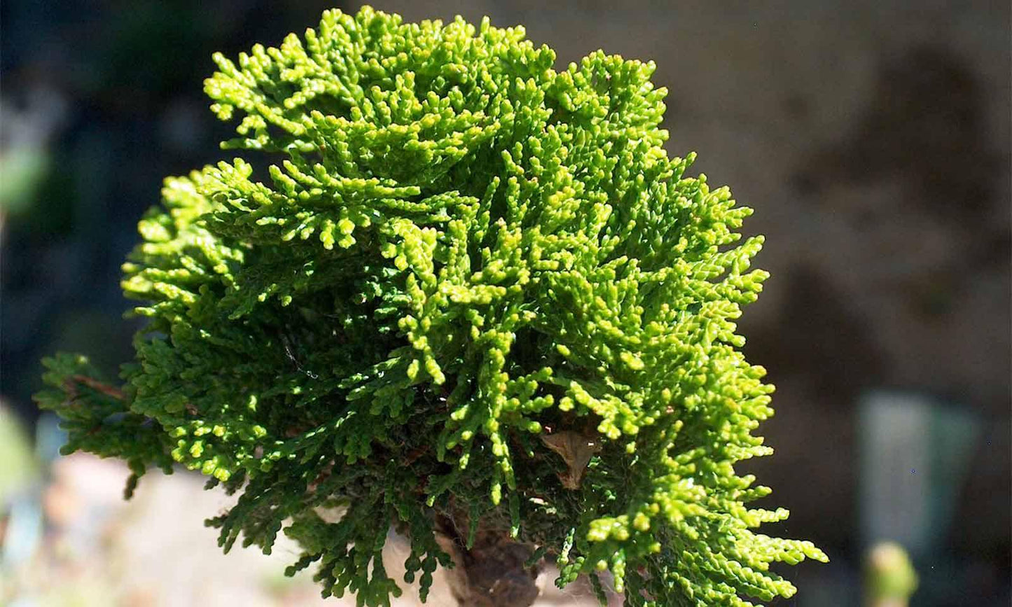 Chamaecyparis Obtusa Nana Gracilis Standard - View 14 from www redcrocus com